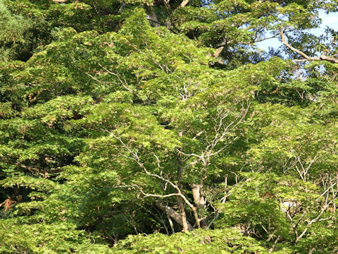 Acer palmatum