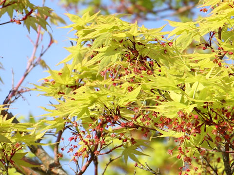 Acer palmatum cv. Sangokaku