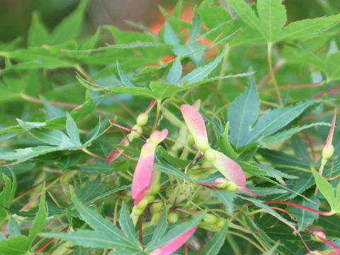 Acer palmatum