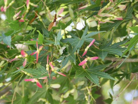 Acer palmatum