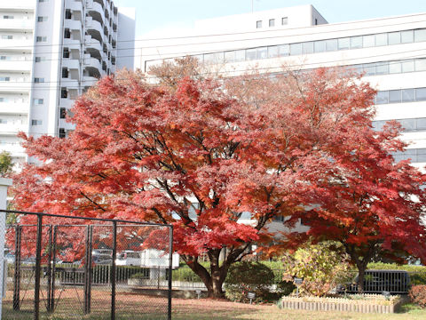 Acer palmatum