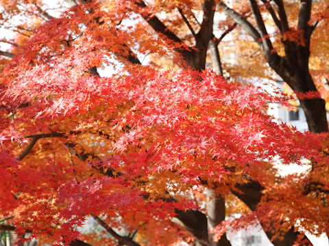 Acer palmatum