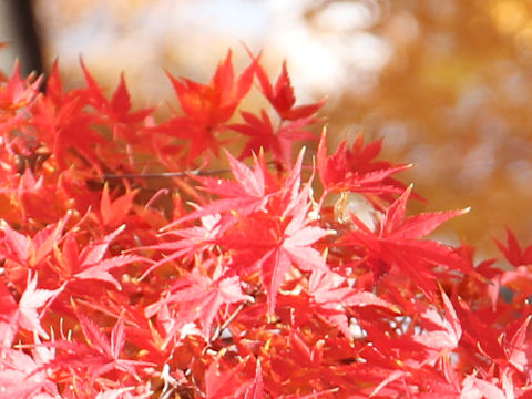 Acer palmatum