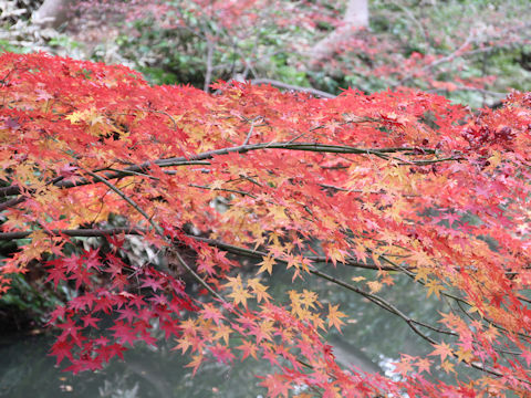 Acer palmatum