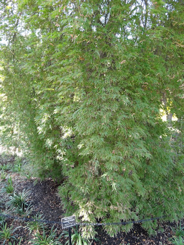 Acer palmatum cv. Inaba Shidare