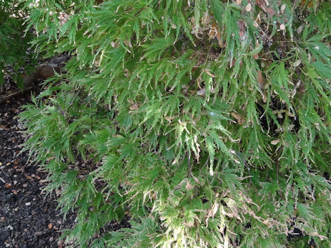 Acer palmatum cv. Inaba Shidare