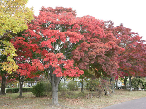 Acer palmatum