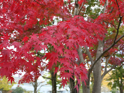 Acer palmatum