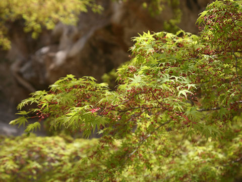 Acer palmatum