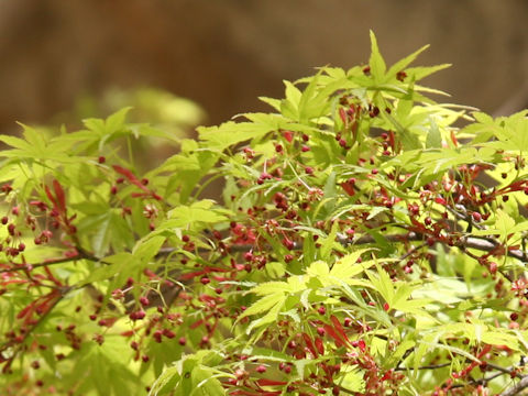 Acer palmatum