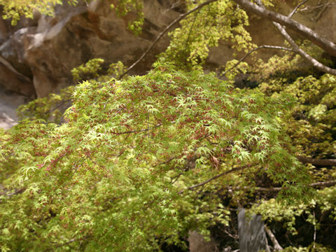 Acer palmatum