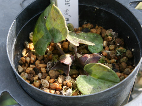 Heterotropa savatieri ssp. pseudosavatieri var. isenum