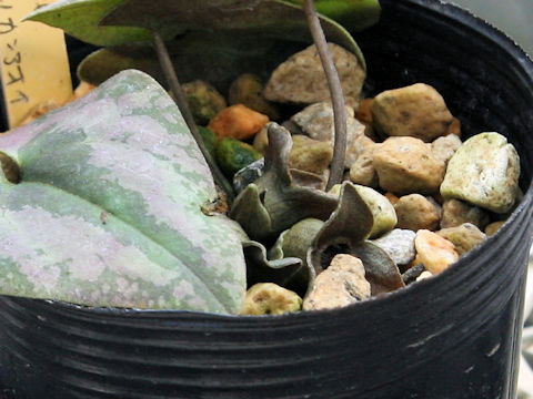 Asarum savatieri ssp. pseudosavatieri var. isenum