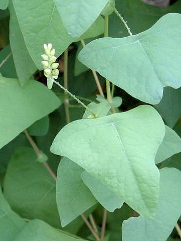 Persicaria perfoliata