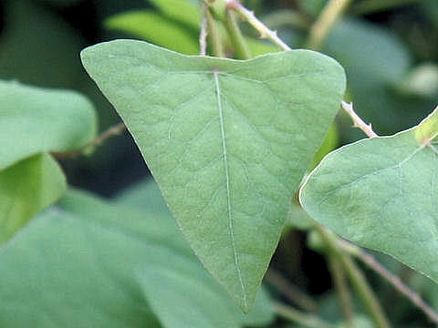 Persicaria perfoliata