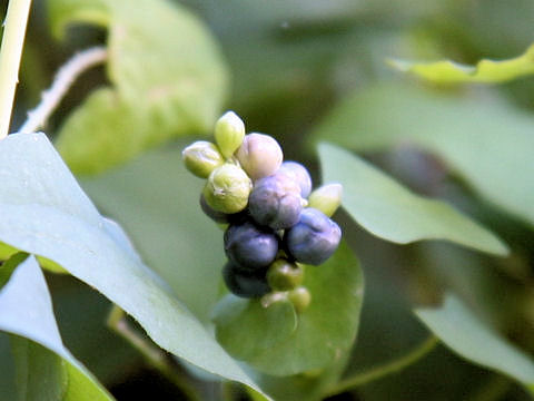 Persicaria perfoliata