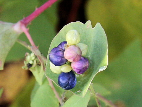 Persicaria perfoliata