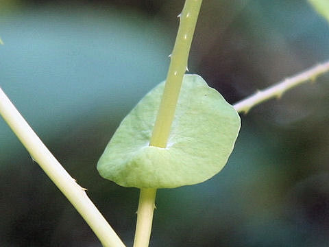 Persicaria perfoliata