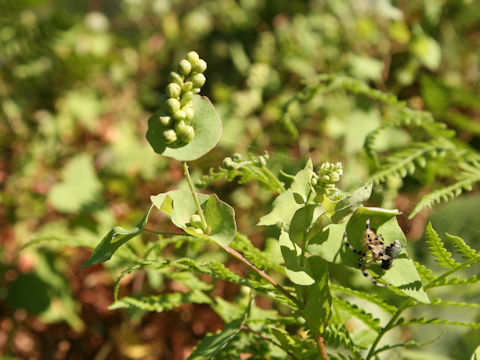 Persicaria perfoliata