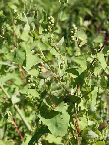 Persicaria perfoliata