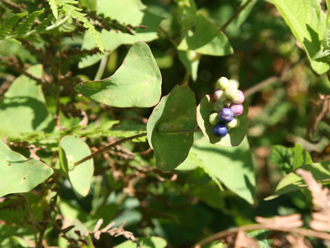 Persicaria perfoliata