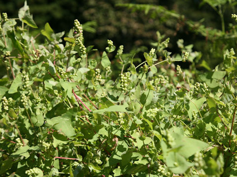 Persicaria perfoliata