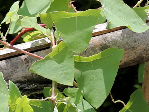 Persicaria perfoliata