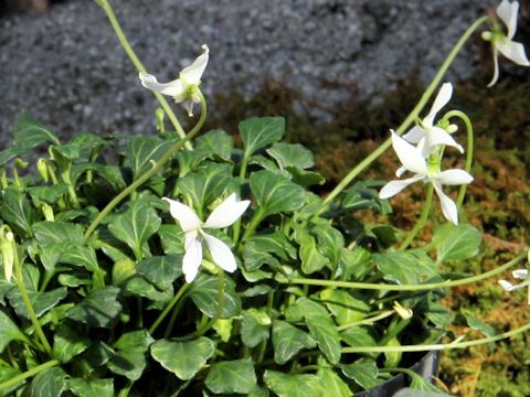 Viola tashiroi var. tairae