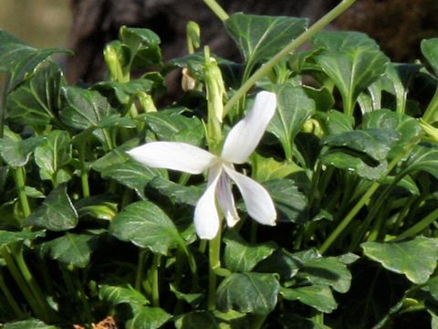 Viola tashiroi var. tairae