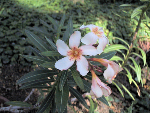 Nerium oleander var. kotschyi