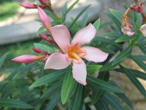 Nerium oleander var. kotschyi