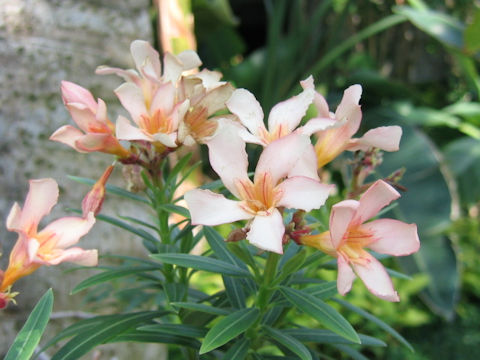 Nerium oleander var. kotschyi