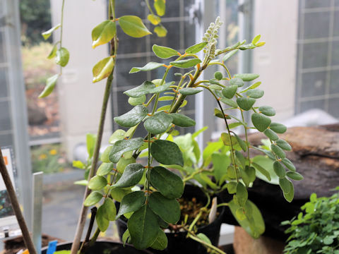 Sophora tomentosa