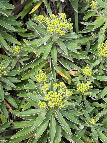 Chrysanthemum pacificum