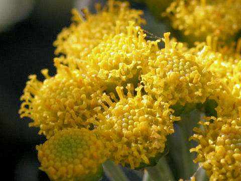 Chrysanthemum pacificum