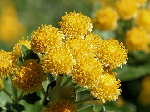 Chrysanthemum pacificum