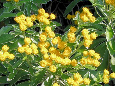 Chrysanthemum pacificum