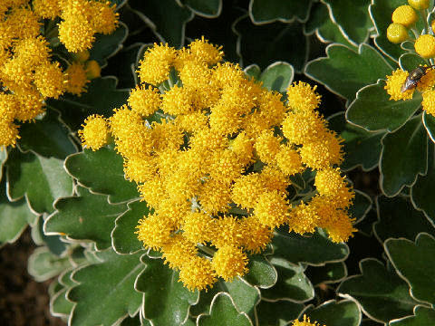 Chrysanthemum pacificum