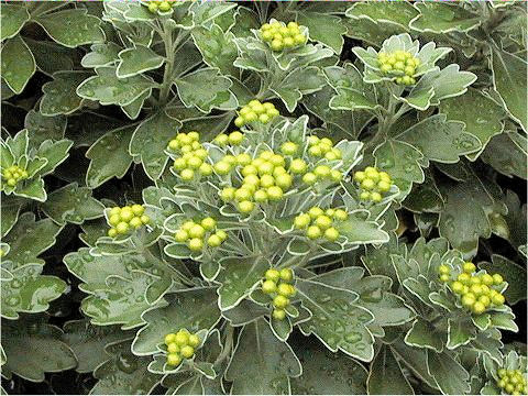 Chrysanthemum pacificum