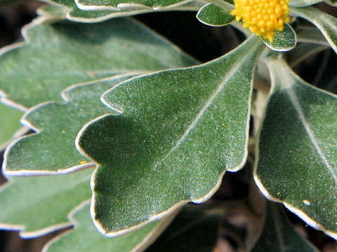 Chrysanthemum pacificum