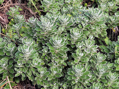 Chrysanthemum pacificum