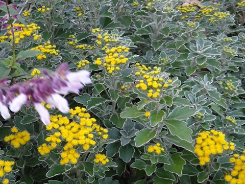 Chrysanthemum pacificum