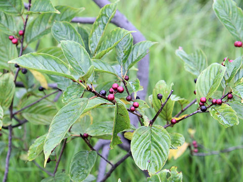 Rhamnus crenata