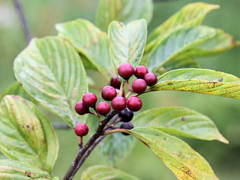 Rhamnus crenata