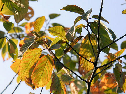 Rhamnus crenata