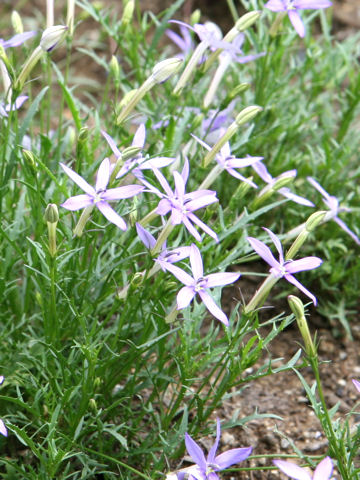 Isotoma axillaris