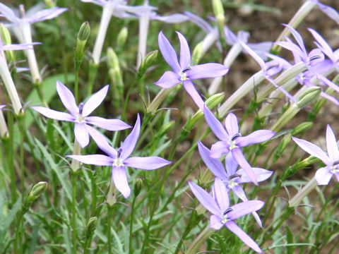 Isotoma axillaris