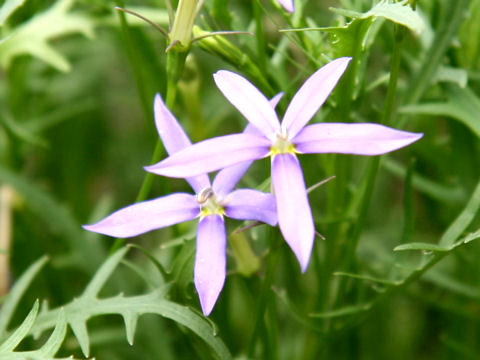 Isotoma axillaris