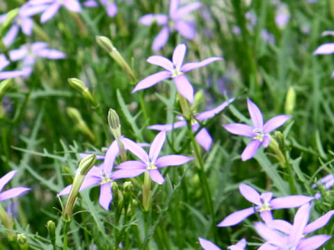 Isotoma axillaris