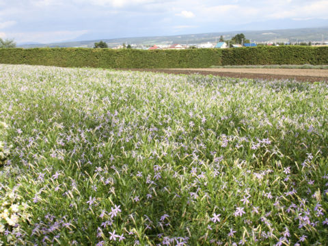 Isotoma axillaris